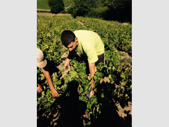 Vendanges au Domaine Pardon !