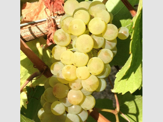 Vendanges des Chardonnay !