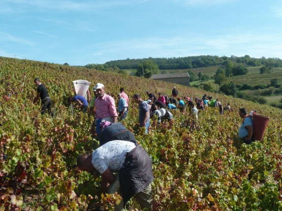 Vendanges au Domaine Pardon !