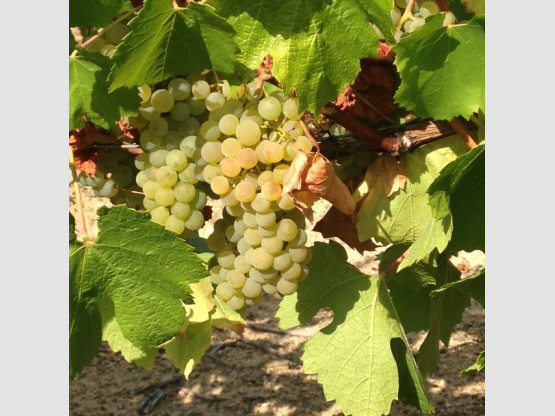 Vendanges des Chardonnay !