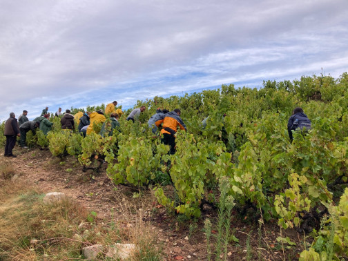 Vendanges 2020