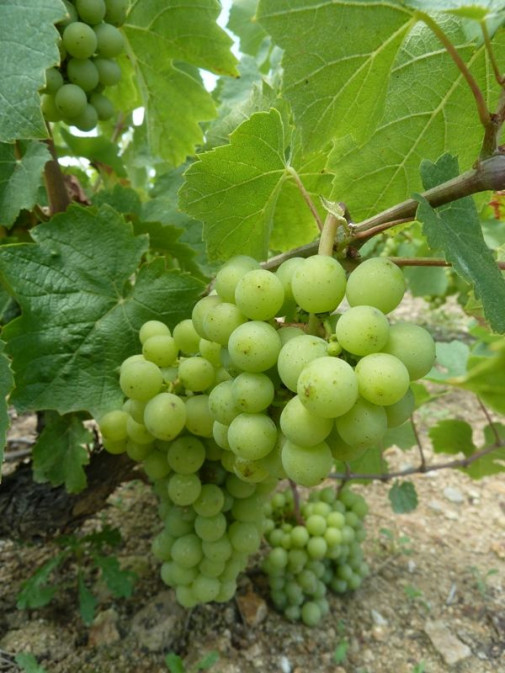 Les vignes du Domaine Pardon à l'Ermitage