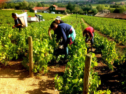 Vendanges au Domaine Pardon !