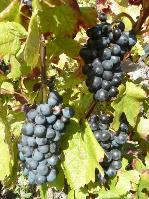 Vendanges au Domaine Pardon !