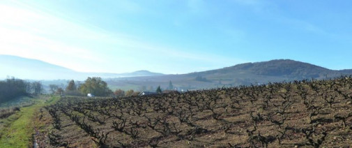 C'est parti pour la taille des vignes !