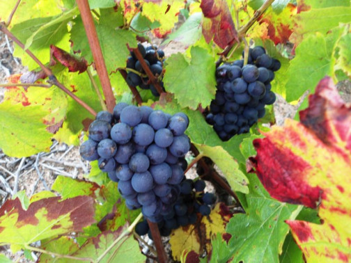 Vendanges 2012 !