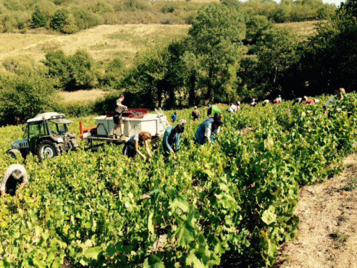 Vendanges au Domaine Pardon !