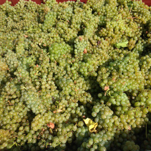 Vendanges des Chardonnay !