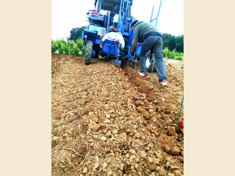 Plantation d'une nouvelle parcelle en Appellation Régnié !