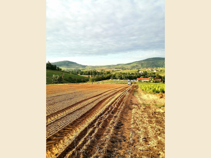 Plantation d'une nouvelle parcelle en Appellation Régnié !