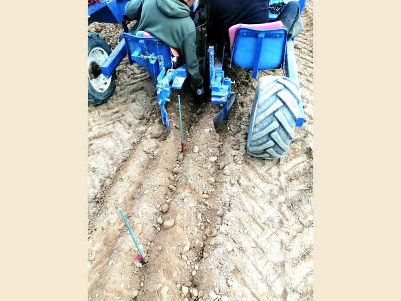 Plantation d'une nouvelle parcelle en Appellation Régnié !
