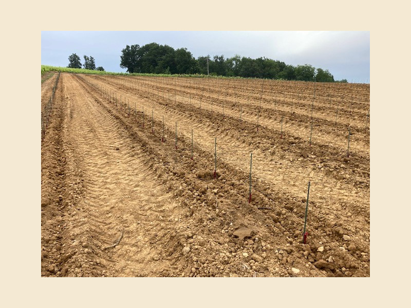 Plantation d'une nouvelle parcelle en Appellation Régnié !