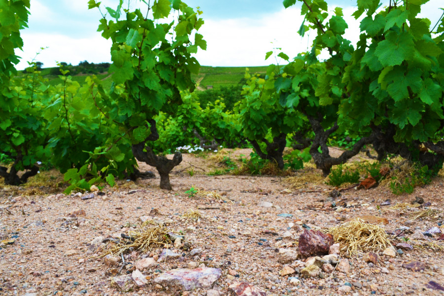 Beaujolais ... An Exceptional Vineyard