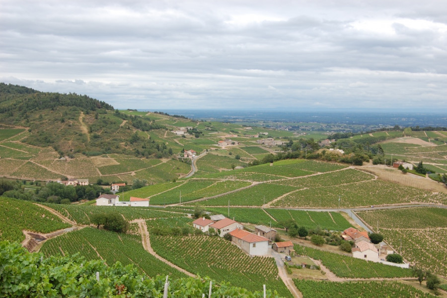 Beaujolais ... An Exceptional Vineyard