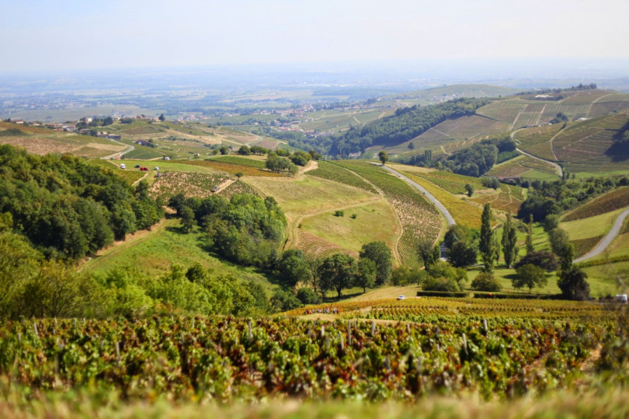 Beaujolais ... An Exceptional Vineyard