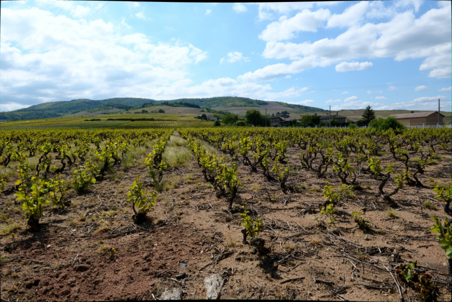 Le Beaujolais… Un Vignoble d’Exception