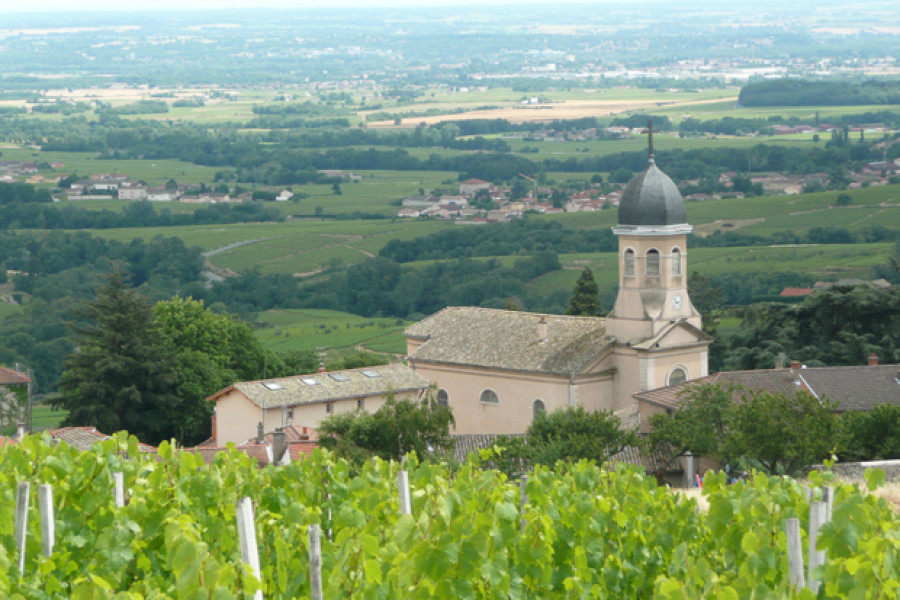 Le Beaujolais… Un Vignoble d’Exception