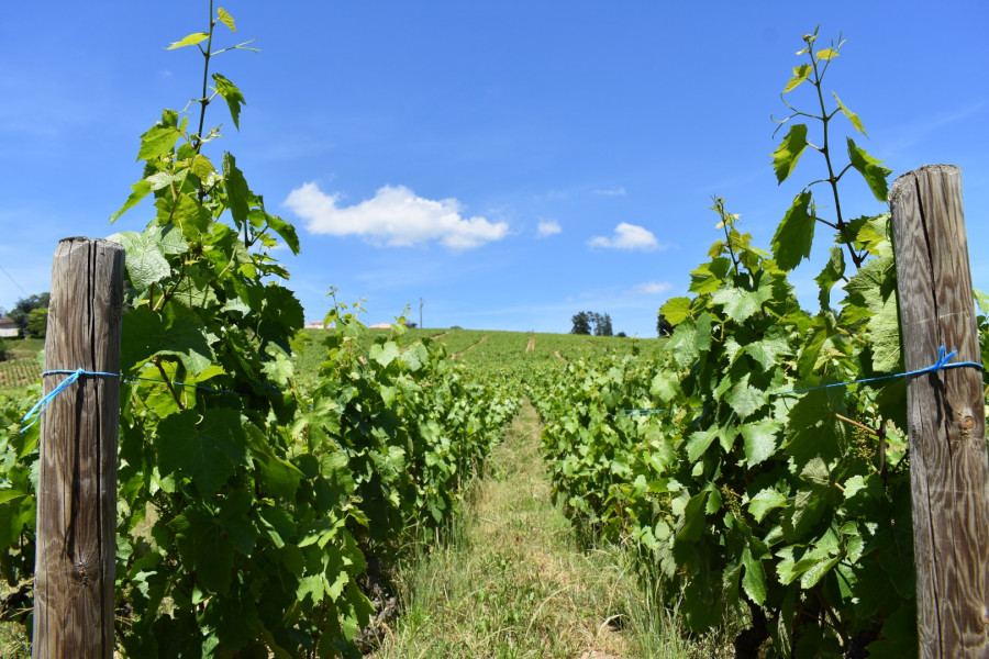 Beaujolais ... An Exceptional Vineyard