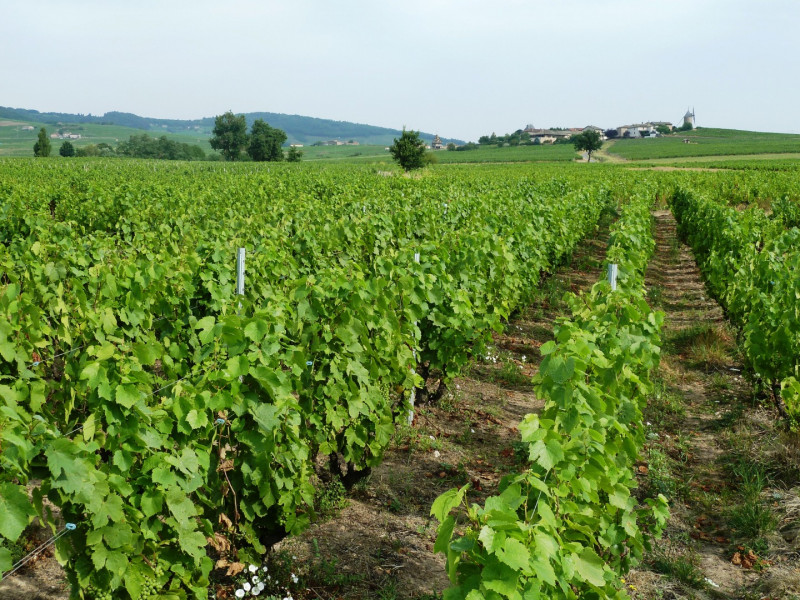 Beaujolais ... An Exceptional Vineyard