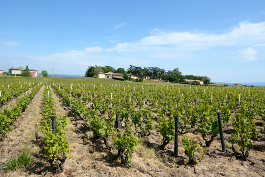 Le Beaujolais… Un Vignoble d’Exception