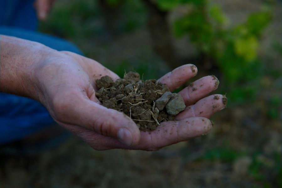 Beaujolais ... An Exceptional Vineyard