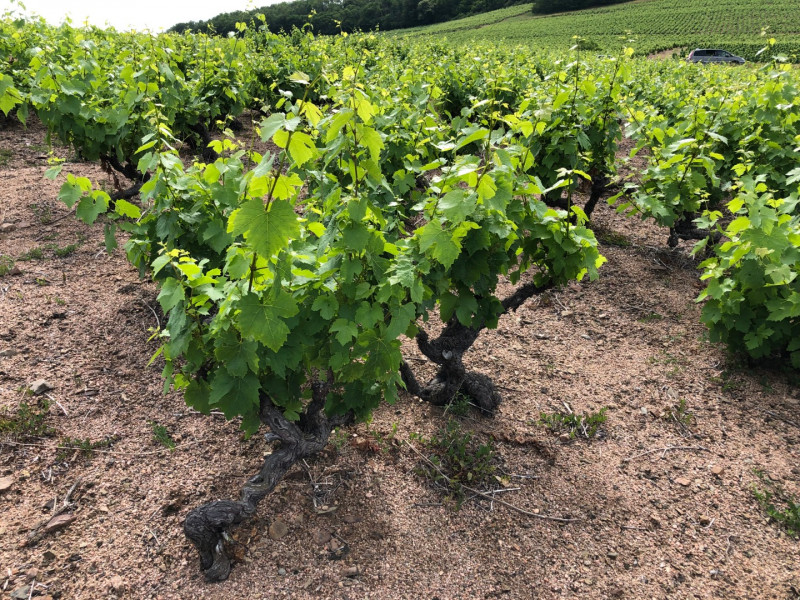 Beaujolais ... An Exceptional Vineyard