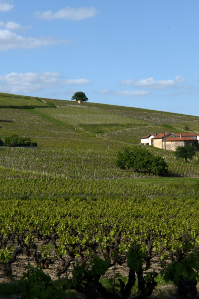 Beaujolais ... An Exceptional Vineyard