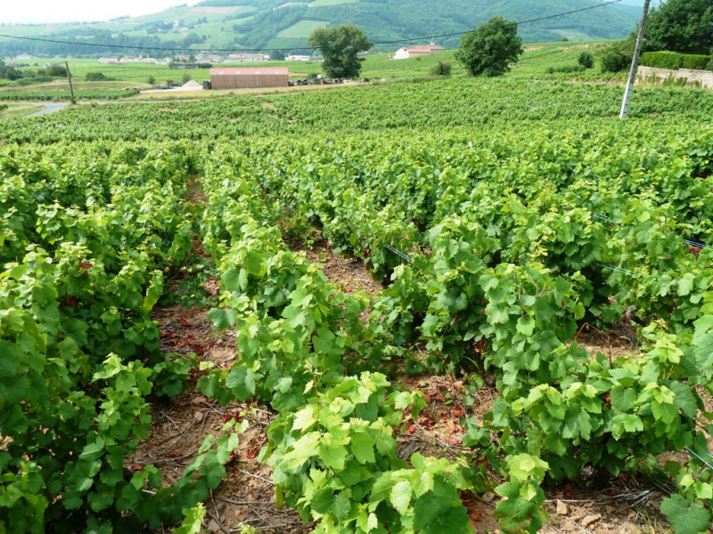 Beaujolais ... An Exceptional Vineyard