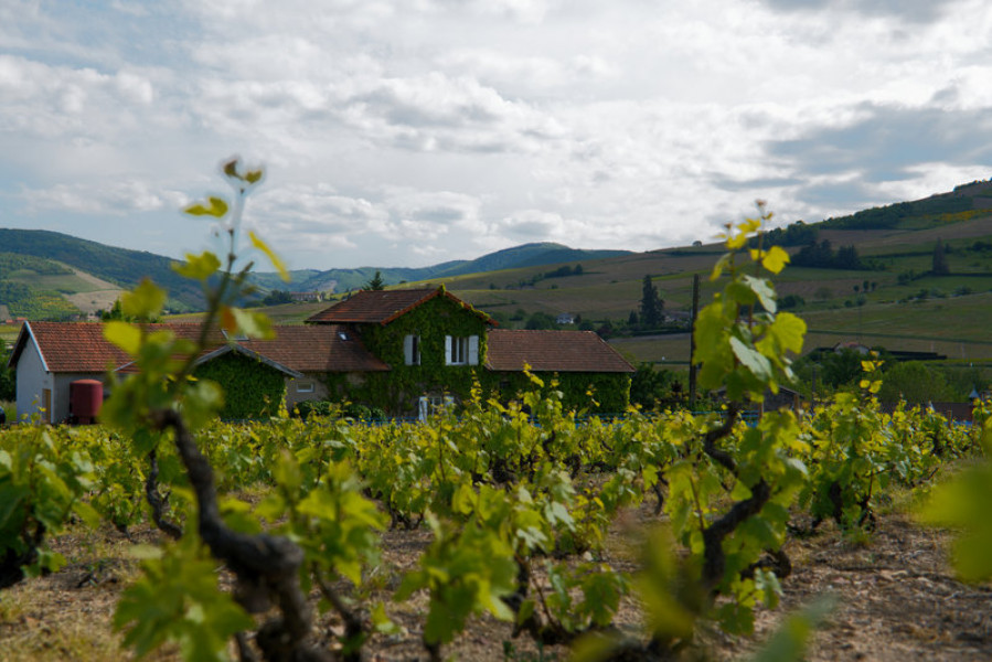Le Beaujolais… Un Vignoble d’Exception