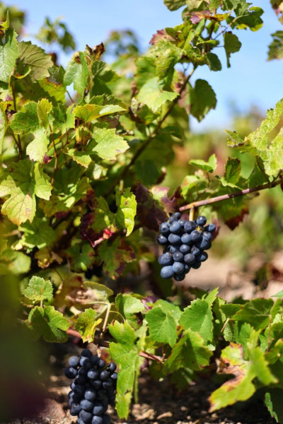 Beaujolais ... An Exceptional Vineyard