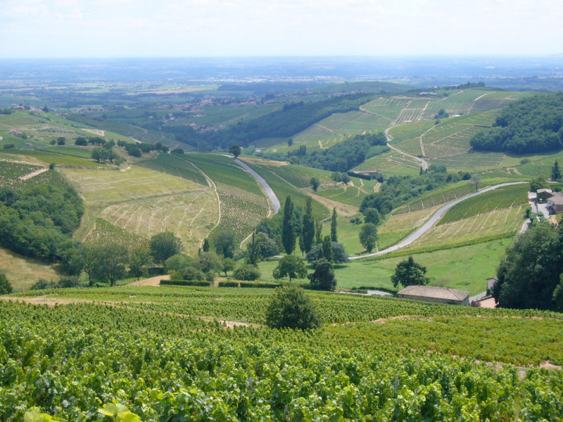 Le Beaujolais… Un Vignoble d’Exception
