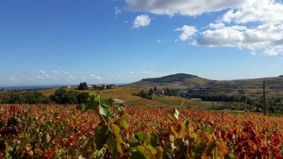 Le Beaujolais… Un Vignoble d’Exception