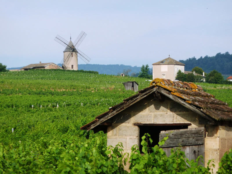 Le Beaujolais… Un Vignoble d’Exception