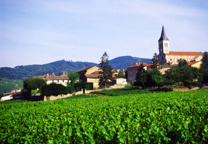 Le Beaujolais… Un Vignoble d’Exception