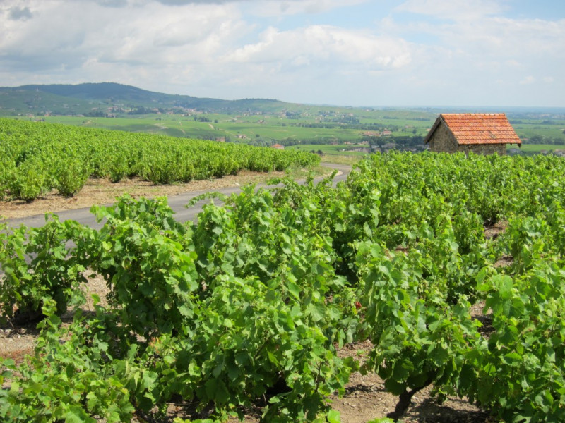 Le Beaujolais… Un Vignoble d’Exception