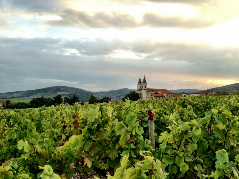 Beaujolais ... An Exceptional Vineyard