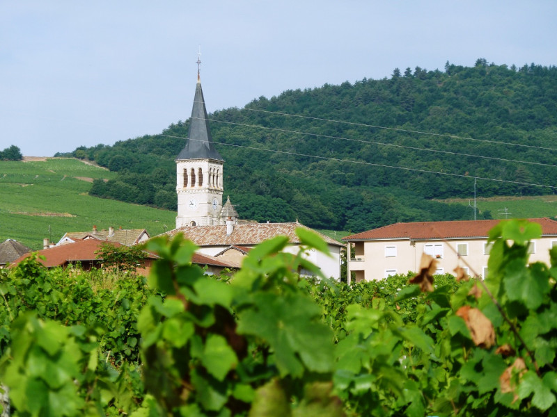 Le Beaujolais… Un Vignoble d’Exception
