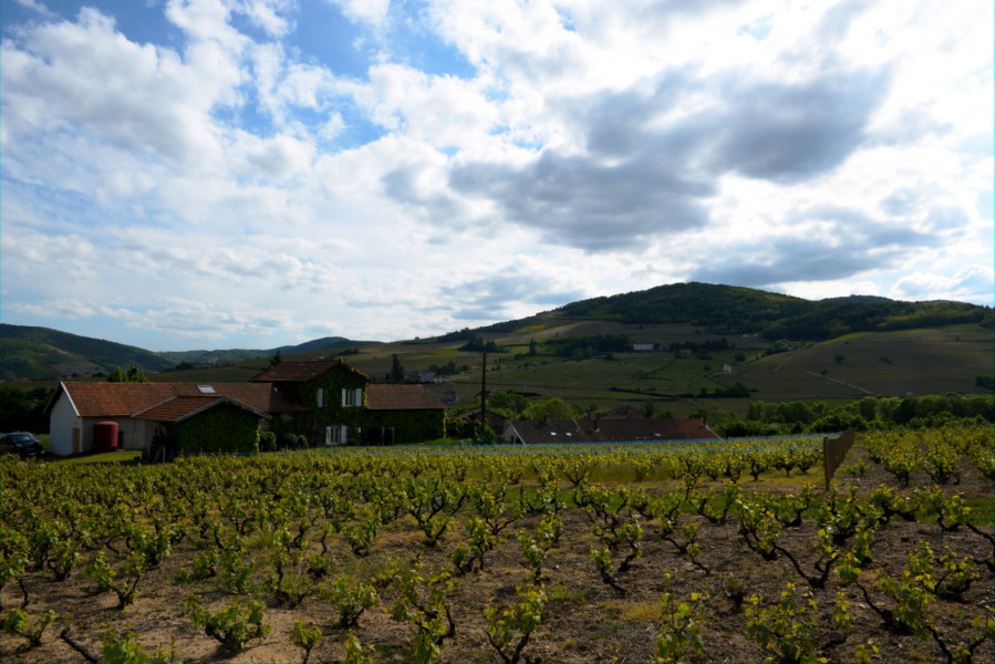 Beaujolais ... An Exceptional Vineyard