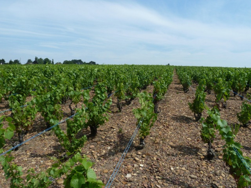 Beaujolais ... An Exceptional Vineyard