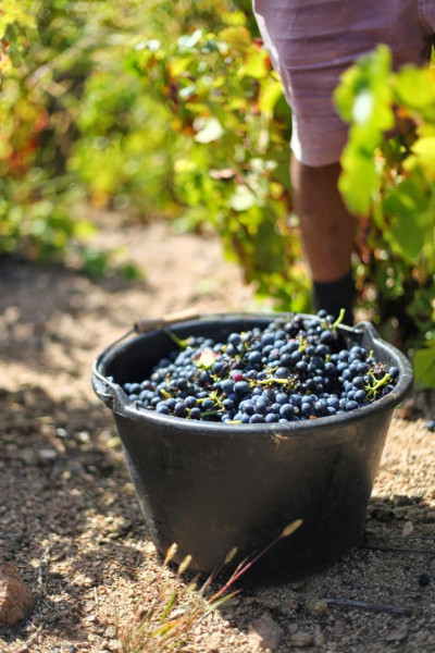 Le Beaujolais… Un Vignoble d’Exception