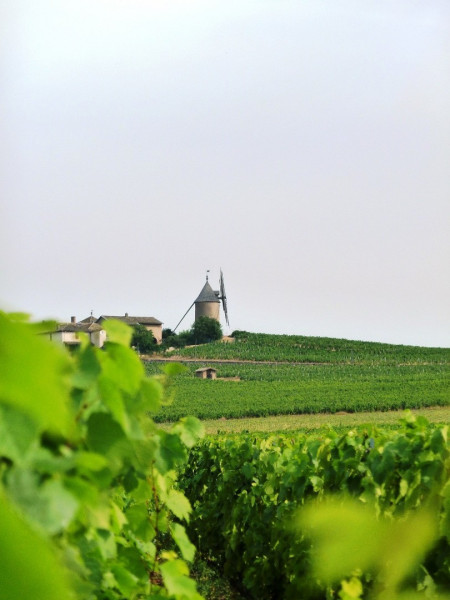 Le Beaujolais… Un Vignoble d’Exception