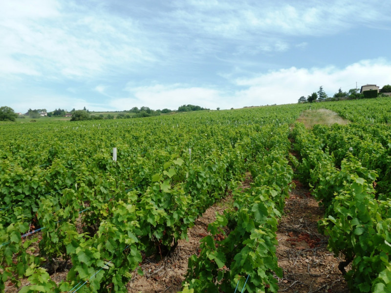 Le Beaujolais… Un Vignoble d’Exception