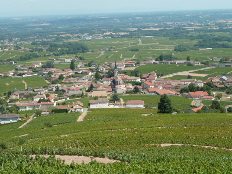 Beaujolais ... An Exceptional Vineyard