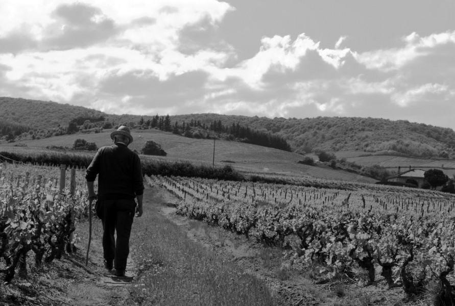 Le Beaujolais… Un Vignoble d’Exception