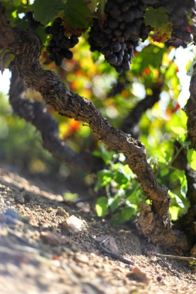 Le Beaujolais… Un Vignoble d’Exception