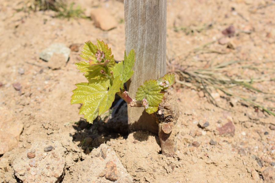Beaujolais ... An Exceptional Vineyard