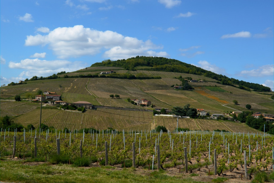Le Beaujolais… Un Vignoble d’Exception