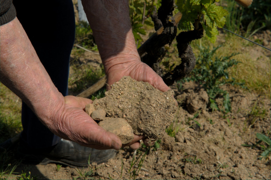 Le Beaujolais… Un Vignoble d’Exception