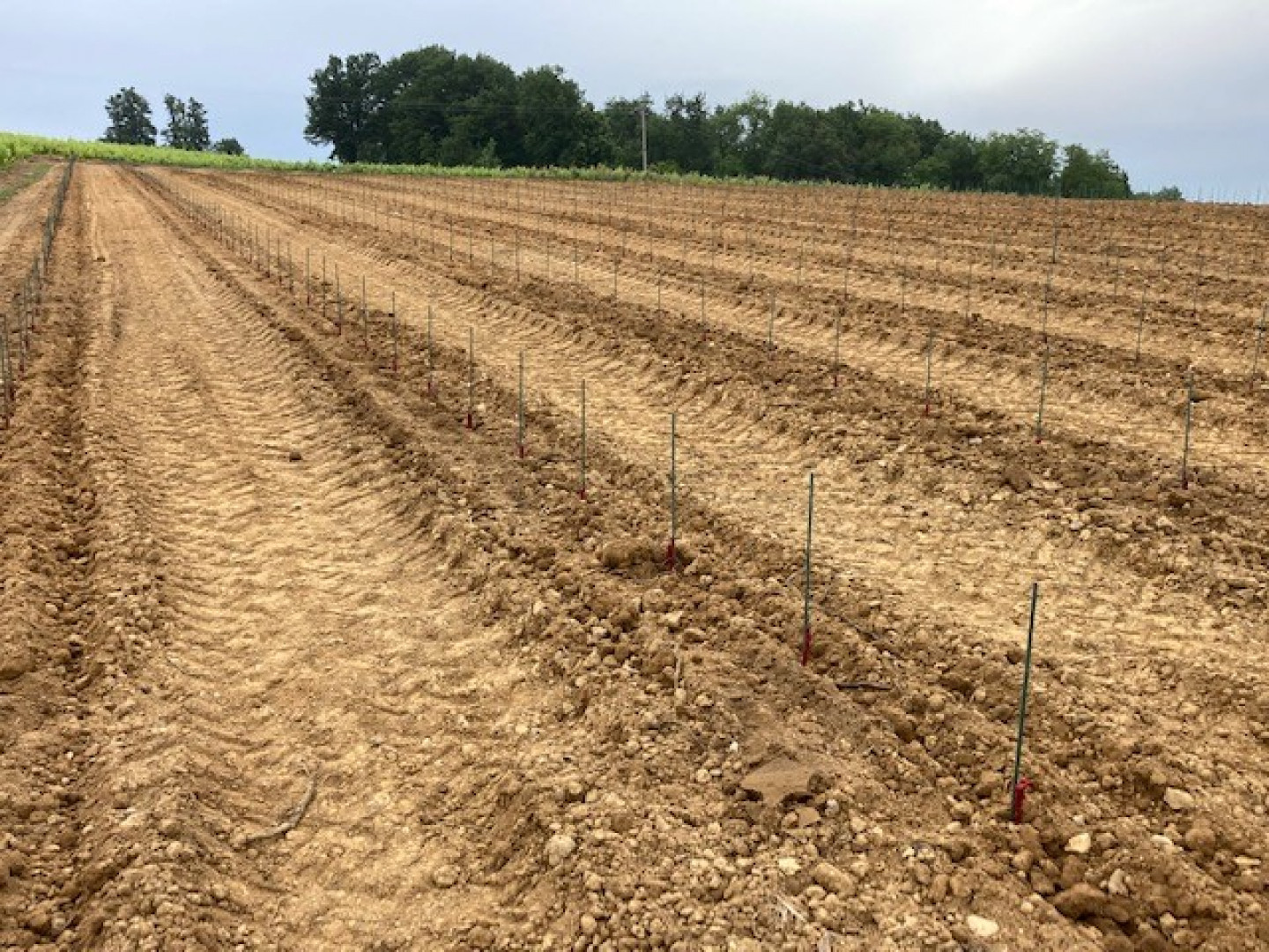 Plantation d'une nouvelle parcelle en Appellation Régnié !