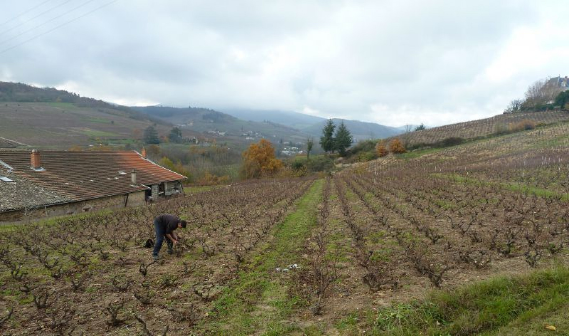 Taille de la vigne au Domaine !